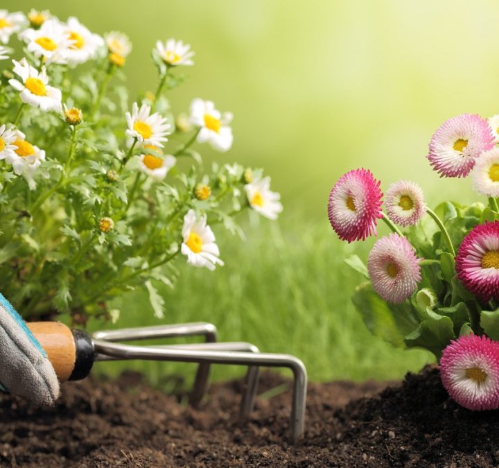 Landscape Planning – Ideas and Tips about Making Your Landscape Luxuries