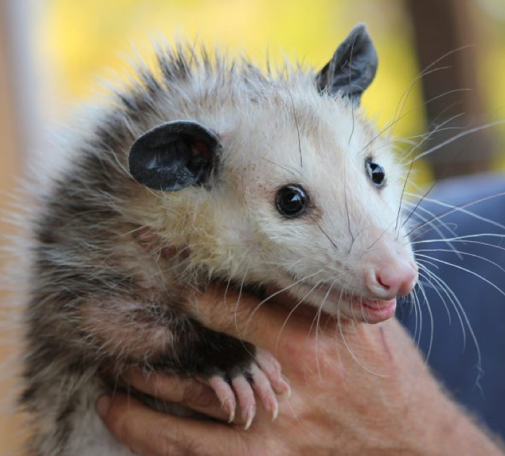 Benefits Of Hiring Possum Removal Services